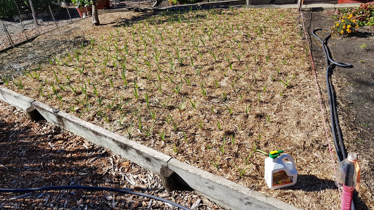 weezmgk's tweet photo. #garlic2020 were looking a bit sallow, so they got a sip of Seasol https://t.co/7gndXGuZcy