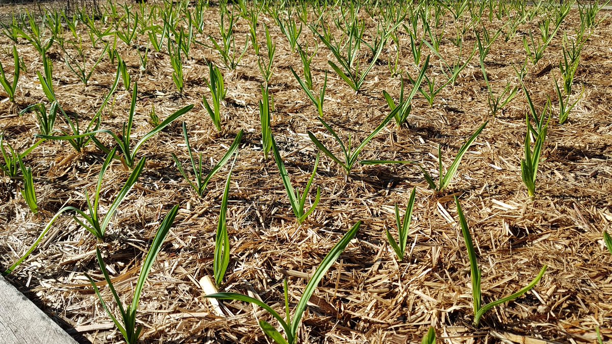 weezmgk's tweet photo. #garlic2020 were looking a bit sallow, so they got a sip of Seasol https://t.co/7gndXGuZcy