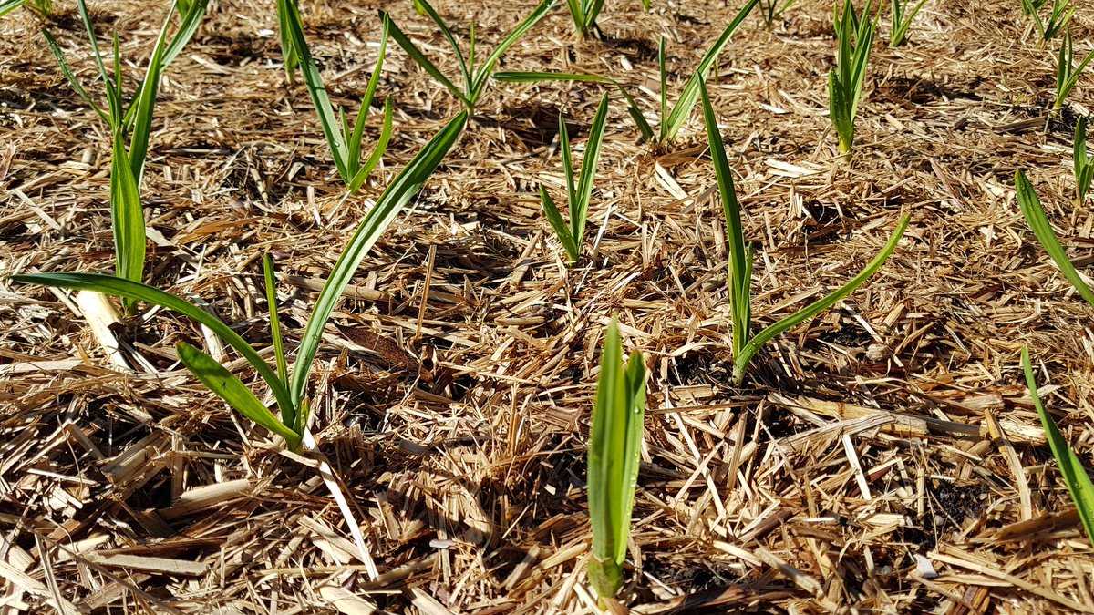 weezmgk's tweet photo. #garlic2020 were looking a bit sallow, so they got a sip of Seasol https://t.co/7gndXGuZcy
