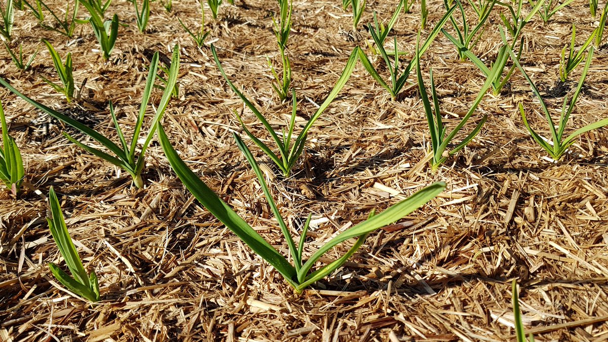 weezmgk's tweet photo. #garlic2020 were looking a bit sallow, so they got a sip of Seasol https://t.co/7gndXGuZcy