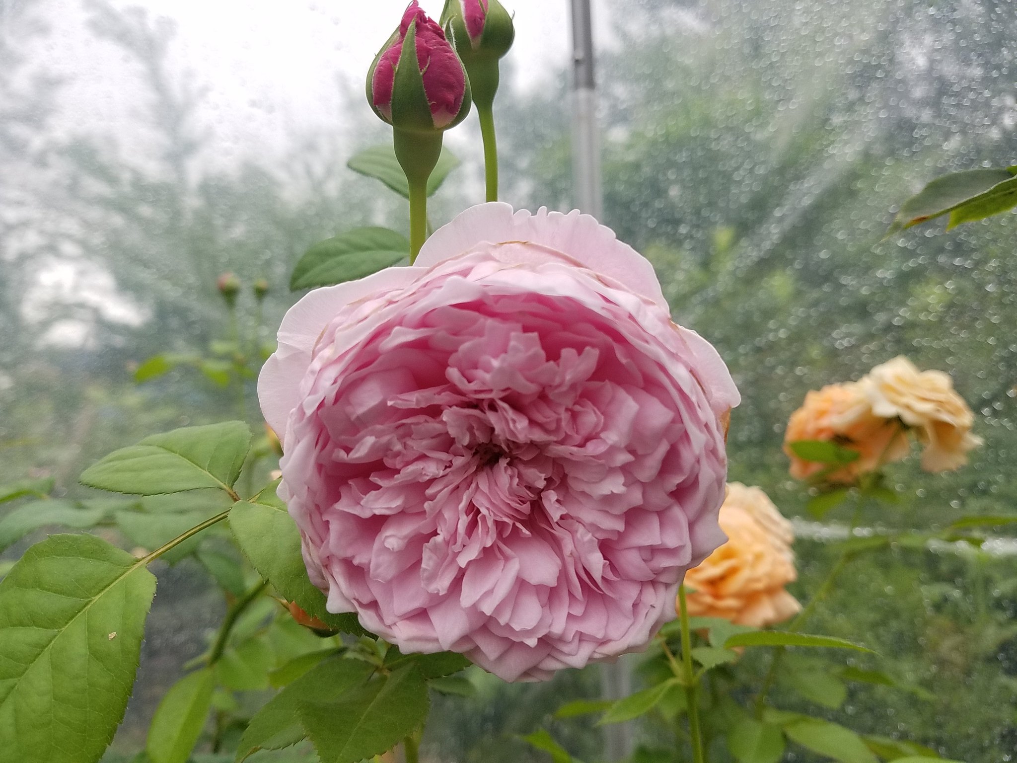 バラが大好きりーさん バラのお世話中 今日はふったりやんだり 降ってるときはハウスのバラを 降っていないときは外のバラを 最近ちゃんとお世話できていなかったから しっかりやろう バラ 薔薇 ガーデニング 梅雨 スピリットオブフリーダム