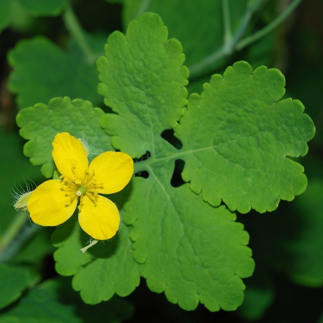 ~Celandine~Chelidonium majus, commonly known as greater celandine, is a herbaceous perennial plant in the poppy family Papaveraceae. The whole plant is toxic in moderate doses as it contains a range of isoquinoline alkaloids; use in herbal medicine requires the correct dose.