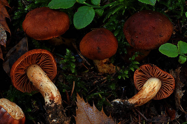 ~Cortinarius~Cortinarius is a globally distributed genus of mushrooms in the family Cortinariaceae. Several mushrooms in this genus are poisonous, mainly because they cause acute tubulointerstitial nephritis. Some are even lethal.