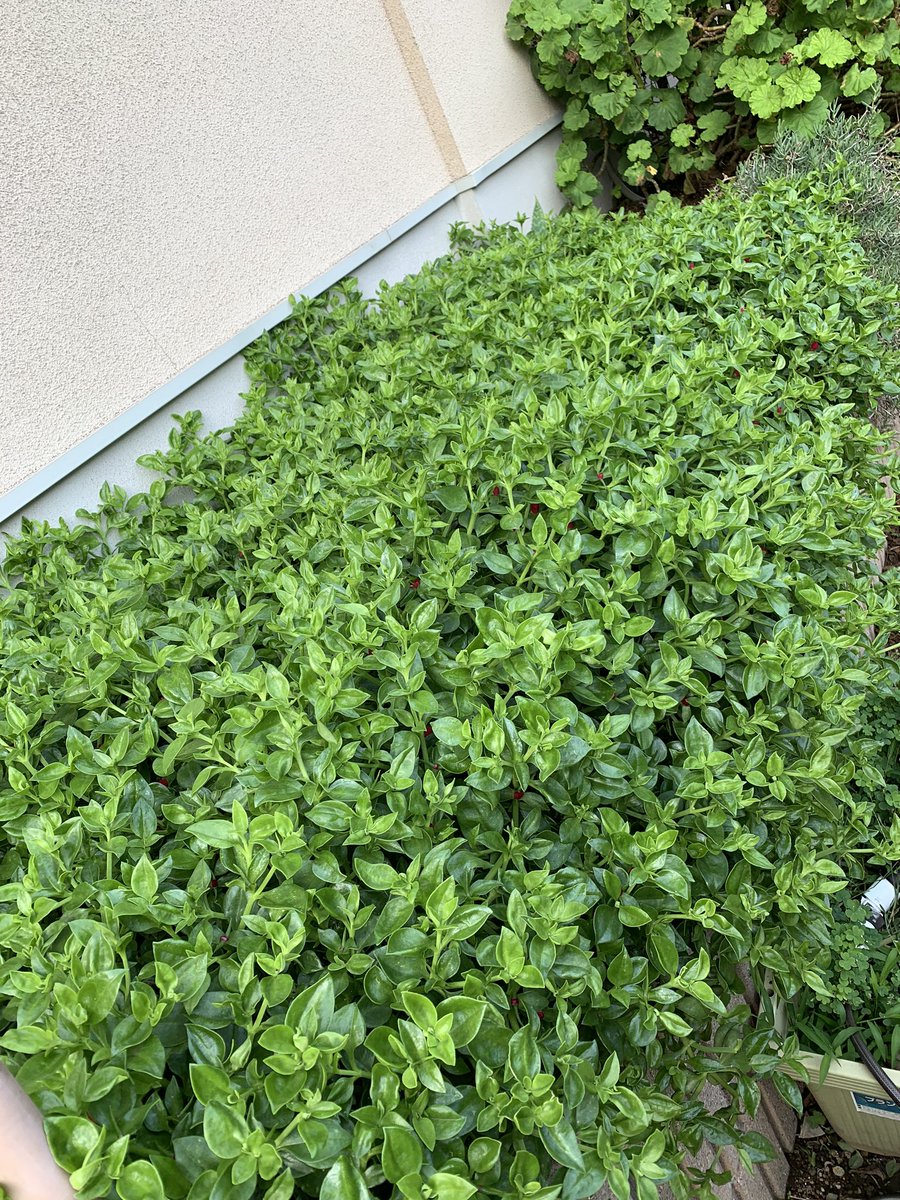 みさowl ベビーサンローズの繁殖力が凄すぎて あっという間に花壇が覆い尽くされ 更に垂れ下がりはじめた リクガメたちも食べるもののレタスのように大量に常食する物でもないので 全然追いつかない サボテンもアロエベラも飲み込まれそう ベビーサン