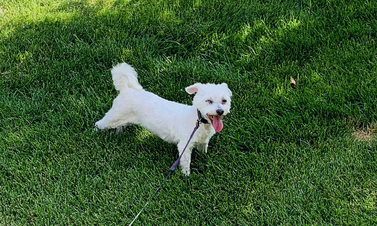 missannielynn's tweet photo. Very happy girl to be home after the vet today... #lizzieproblems https://t.co/stcFHuklMZ