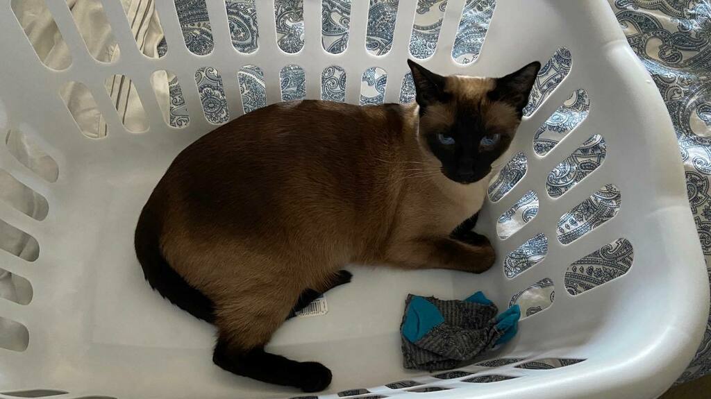 PopokiKitty's tweet photo. This is my new home and this is my sock now. Don’t test me on this. I will scratch you. #cutestcatscommunity #kitty #kittykitty #catlife #siamese #cuteanimals #animallovers #catsofinsta #ilovecats #kittylovers #kittylife #catsonline #siameselife #siamese… https://t.co/MBBVJso4DC https://t.co/cBQv0Y3kFn