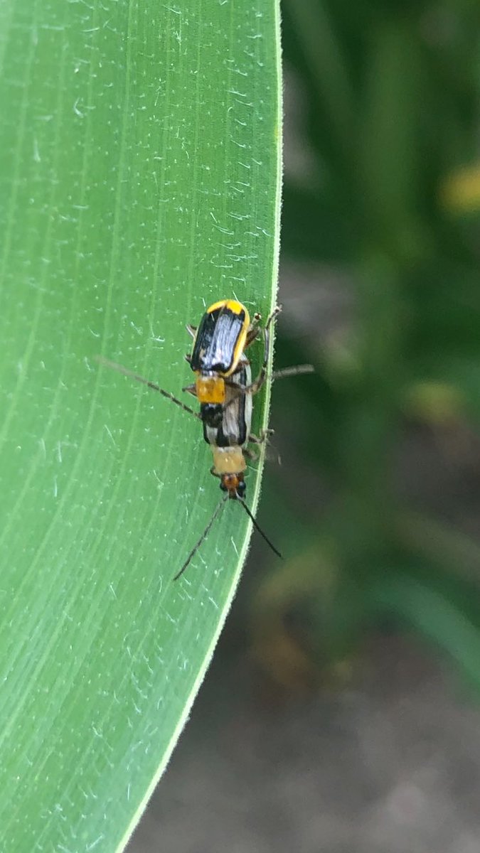 Wayde_Looker's tweet photo. Scouted 3 fields yesterday in WC Ohio. All three had healthy populations of corn rootworm. Keep an eye on those silks in the coming days! https://t.co/NWGWwuOJoh