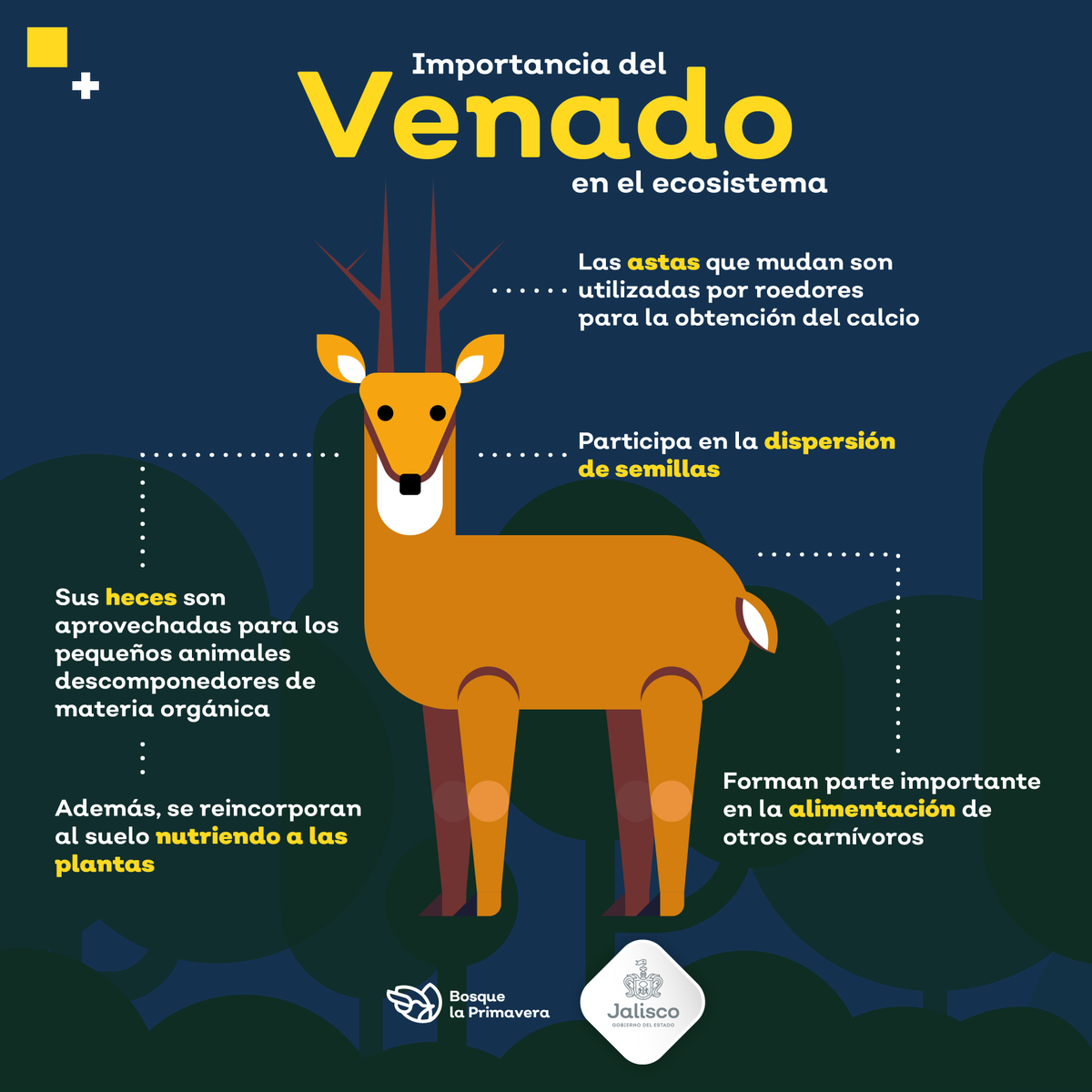 BosquePrimavera's tweet photo. Algunos animales cumplen importantes funciones en el ecosistema, tal es el caso del venado cola blanca 🦌, especie identificada en el #BosqueLaPrimavera ¿lo has visto? 📷 https://t.co/g4XwBehF3J