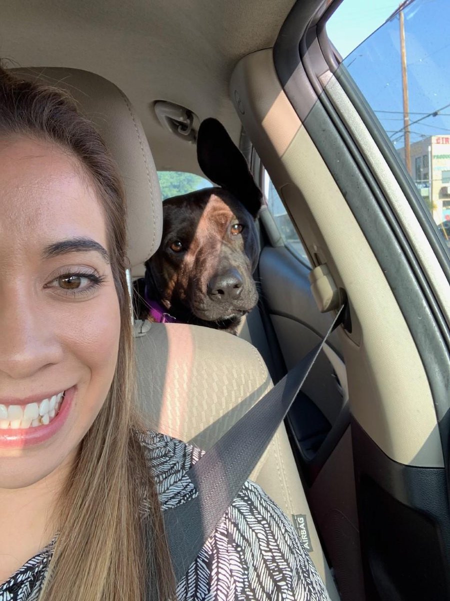 bestfriends's tweet photo. Meet HeiHei! Now settled into her #forever home, she loves going to work with her mom where she gets tons of attention &amp; compliments on her ears. Since getting #adopted she has become the tug-o-war CHAMP, though she doesn't like to brag! To celebrate, she indulges in Puppuccinos. https://t.co/2Wj8ozbZnw