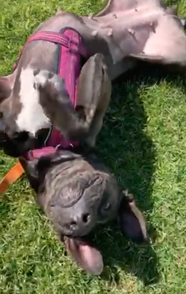 bestfriends's tweet photo. Meet HeiHei! Now settled into her #forever home, she loves going to work with her mom where she gets tons of attention &amp; compliments on her ears. Since getting #adopted she has become the tug-o-war CHAMP, though she doesn't like to brag! To celebrate, she indulges in Puppuccinos. https://t.co/2Wj8ozbZnw