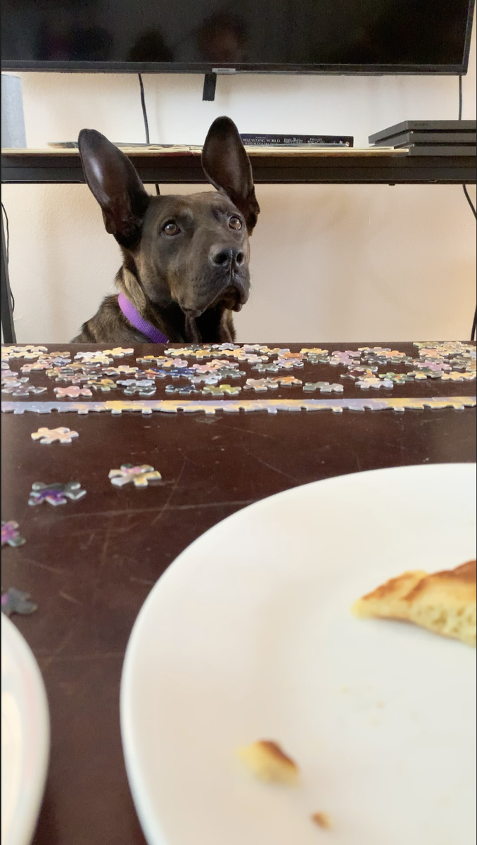 bestfriends's tweet photo. Meet HeiHei! Now settled into her #forever home, she loves going to work with her mom where she gets tons of attention &amp; compliments on her ears. Since getting #adopted she has become the tug-o-war CHAMP, though she doesn't like to brag! To celebrate, she indulges in Puppuccinos. https://t.co/2Wj8ozbZnw