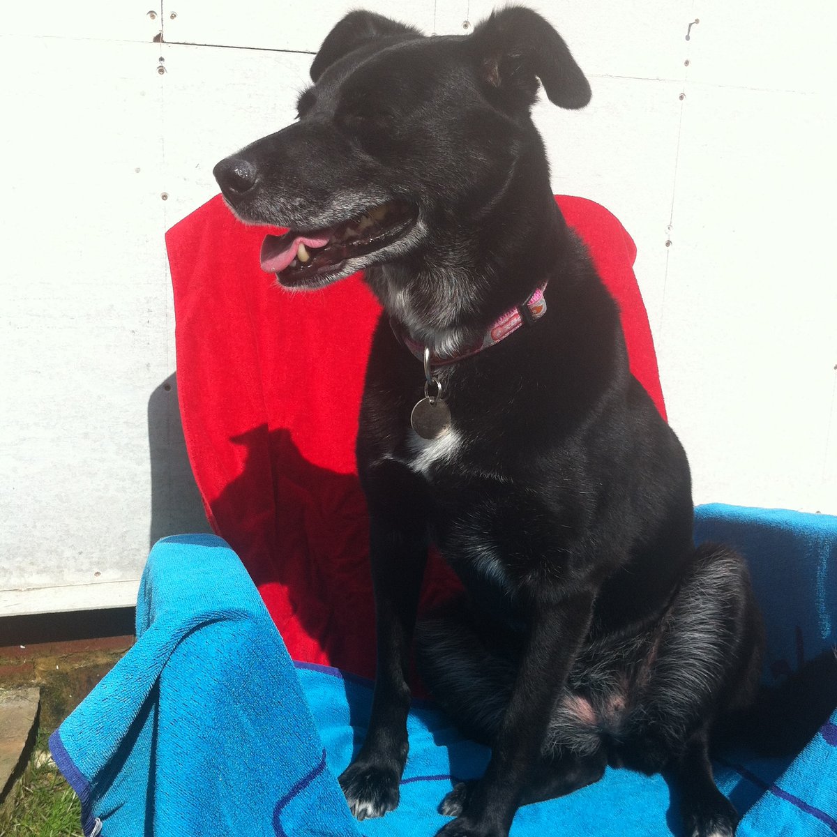 becausemilly's tweet photo. 15.07.2012 π Remember a day every day π π Repost π #becausemilly #sunshinebear #sunnydays #smileygirl #lovemilly #colliecross #rescue #senior #reactivedog #alwaysloved #neverforgotten #dogsofinstagram https://t.co/52ohtEEUE6 πΎ https://t.co/lZggwVx4AY