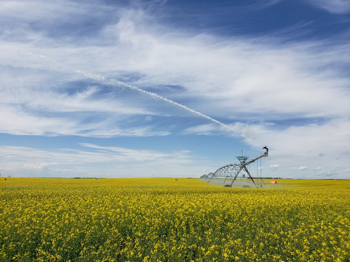peterbossod's tweet photo. Some timely rains this year, but  pivots are still putting the miles on. #westcdnag https://t.co/JAVHldkREh