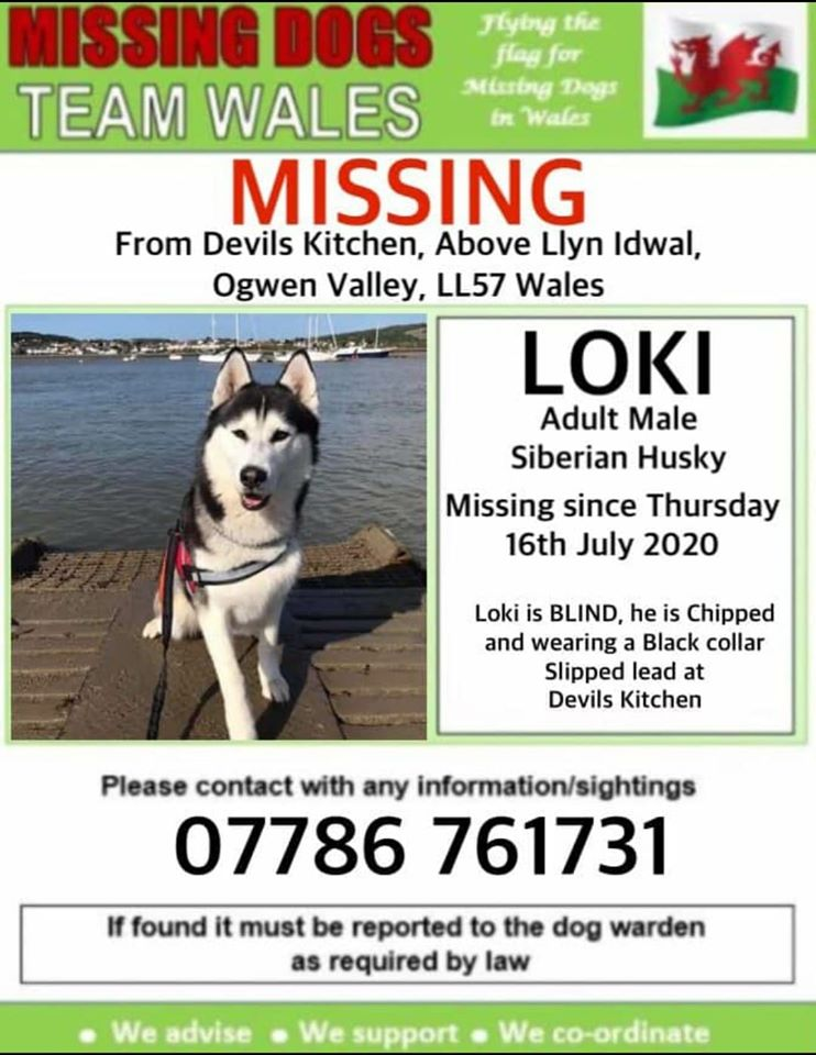 gelert01's tweet photo. #LOKI missing #LlynIdwal #Bethesda #GlyderMountains 17/07/2020 #Gwynedd #NorthWales Owner Contact :(079) 538-99819
#Loki is blind ma #Loki yn Ddall
#CwmIdwal #PenYPass #NantFrancon #Tryfan #GlyderFawr #MinersTrack https://t.co/txUaJBcT5X