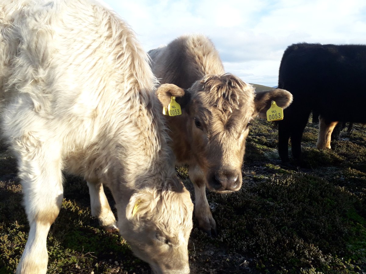 KarlN1985's tweet photo. Cow enjoyed their  feed this morning.
#Falklands #farmlife #cattle https://t.co/Yq7SLad7Ic