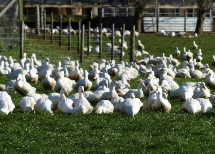 our stunning free range poultry comes from the incredible guys at @creedycarver based 25 minutes from farm shop foods HQ, stunning West Country chicken and duck. These guys have become the bench mark for both the quality and welfare of their animals
farmshopfoods.com