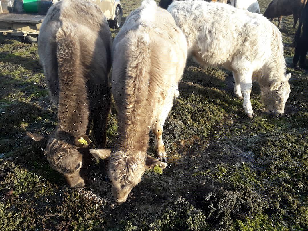 KarlN1985's tweet photo. Cow enjoyed their  feed this morning.
#Falklands #farmlife #cattle https://t.co/Yq7SLad7Ic