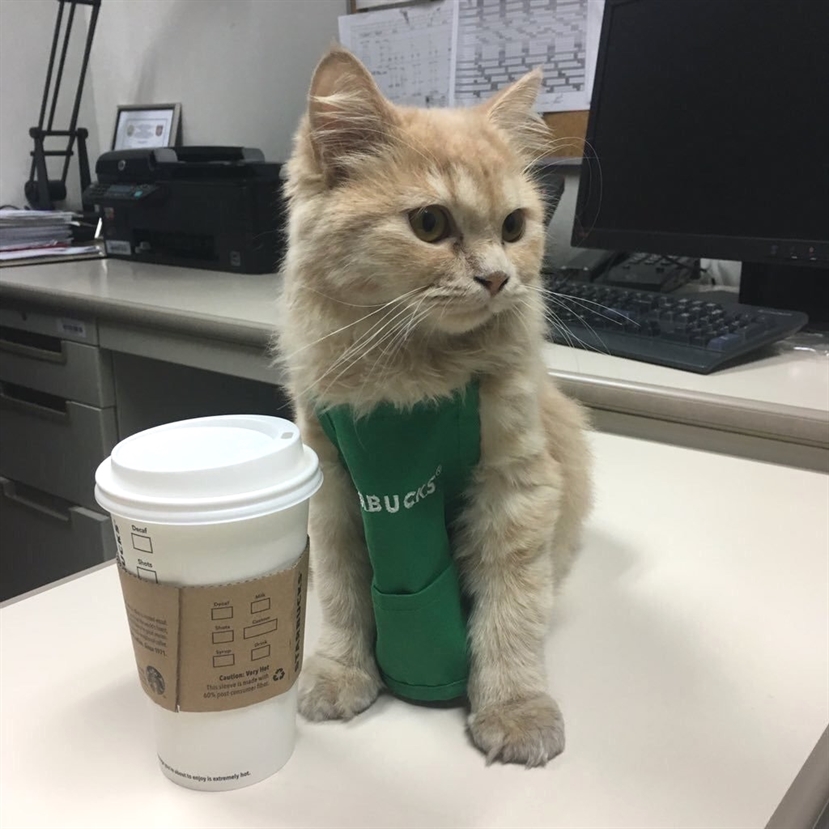 HereKittens's tweet photo. https://t.co/jSWqajY21n