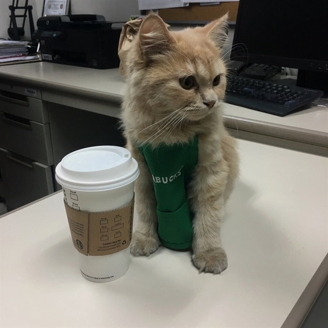 HereKittens's tweet photo. https://t.co/jSWqajY21n