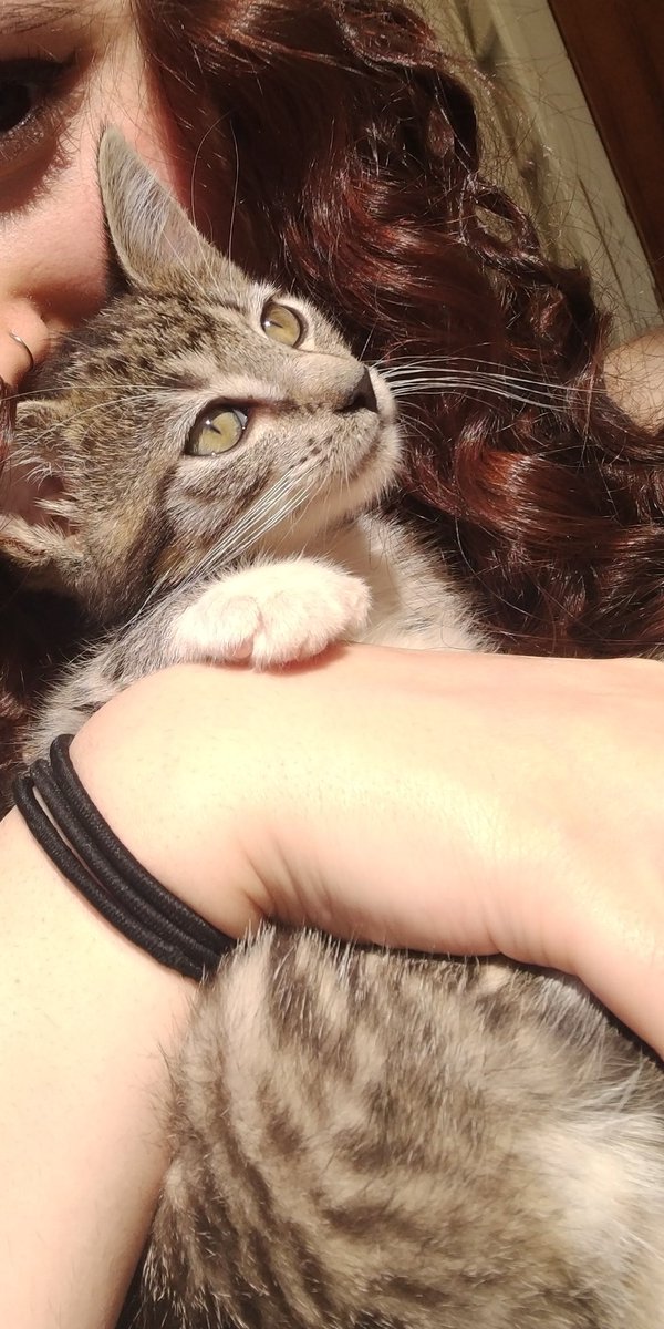 MeowMoeDotCom's tweet photo. My 11-week old #Rescue #Clementine #Relaxes under the #Sun :)
 
#Cats #Cat #Kittens #Kitten #Kitty #Pets #Pet #Meow #Moe #CuteCats #CuteCat #CuteKittens #CuteKitten #MeowMoe #11week
 
https://t.co/jJmQVaMHS6 https://t.co/BG37jDDJ4W