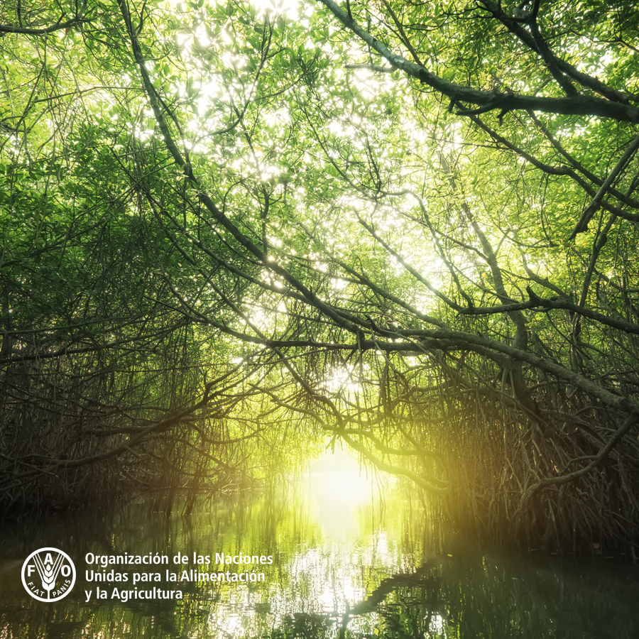 FAOAmericas's tweet photo. ♻El Fondo para el Medio Ambiente Mundial @theGEF trabaja con 183 países para abordar los desafíos medioambientales más urgentes de la #biodiversidad, el cambio climático, la degradación de la tierra, los químicos y aguas.
📗https://t.co/eHBWEKrn7S https://t.co/yzNyPg28Ob