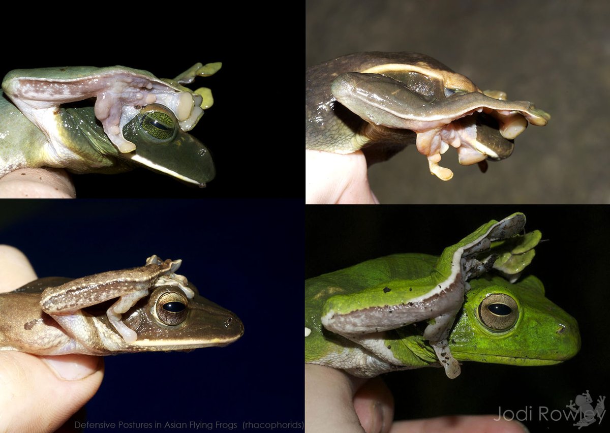 jodirowley's tweet photo. "Peek-a-boo" postures in #frogs! 

This behaviour is a defense strategy, scaring potential predators (&amp; maybe protecting the eyes). It's common in rhacophorid tree frogs in Asia.

Also see @AnatLovesFrogs's recent tweet! https://t.co/mwI82aKfx0