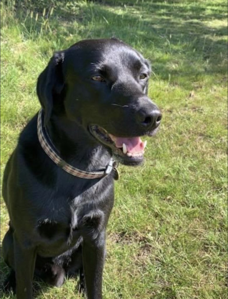 abifraser_'s tweet photo. MISSING - STONLEIGH / EWELL / CHEAM AREA. IF SPOTTED PLEASE MESSAGE https://t.co/CWOmPAjJBL