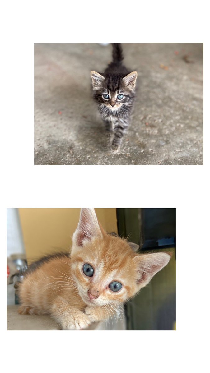 tessa_pick's tweet photo. Okay so I have these cute little kittens that all need homes!! If you or anyone you know might be interested please let me know, they’re old enough to go home and are free to a good home! https://t.co/UHD8bRemBj
