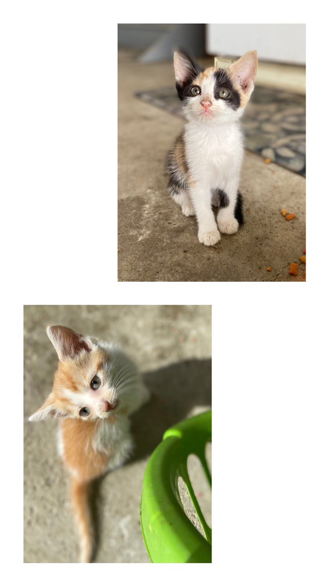 tessa_pick's tweet photo. Okay so I have these cute little kittens that all need homes!! If you or anyone you know might be interested please let me know, they’re old enough to go home and are free to a good home! https://t.co/UHD8bRemBj