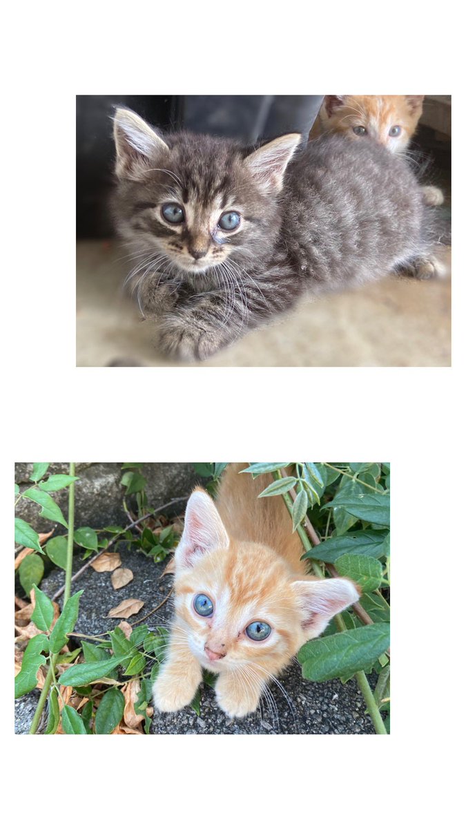tessa_pick's tweet photo. Okay so I have these cute little kittens that all need homes!! If you or anyone you know might be interested please let me know, they’re old enough to go home and are free to a good home! https://t.co/UHD8bRemBj
