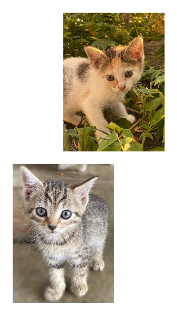 Okay so I have these cute little kittens that all need homes!! If you or anyone you know might be interested please let me know, they’re old enough to go home and are free to a good home!