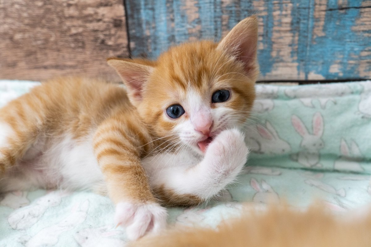 kitten_academy's tweet photo. Looks like @discord is down for the moment, probably because Cloudflare has seen better days... sure everything will be back to normal soon, meanwhile, have a few photos from last week - https://t.co/ayDnc4ZTur