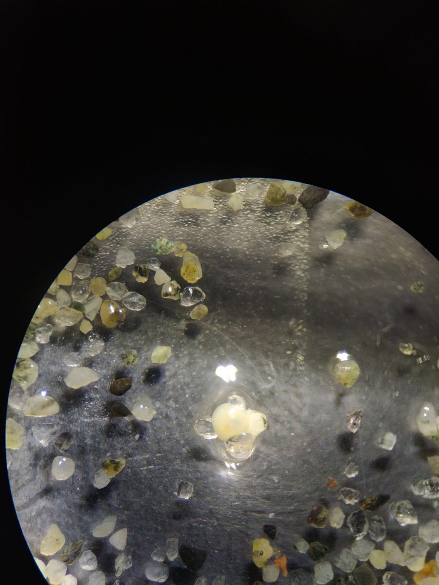 JacHuard's tweet photo. Exciting new finds! Potential #sandlance eggs collected near #sidneyspit @ParksCanada found in subtidal sand samples by @cassy_holt! Do #Pacificsandlance spawn in the subtidal!? #maybe 🤷🏻♀️ https://t.co/t00gf6vQOj