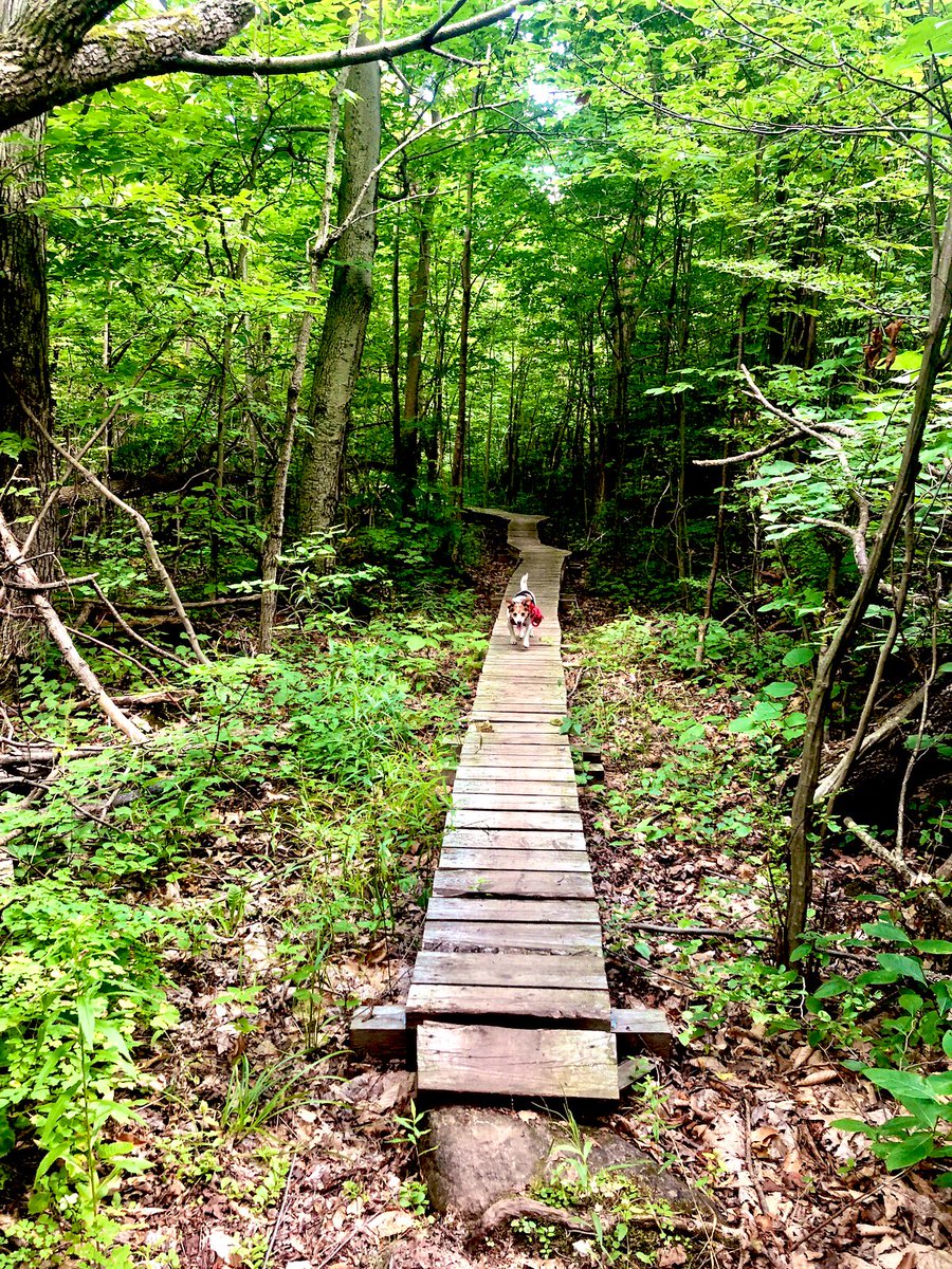 AgreementForest's tweet photo. So many questions here... Where is he going? What is his story? What’s in the bag? 😂

Anyhow the trails are drying up! 🌞Hope you have a good weekend. #IslandRun #HAFTA #Agreementforest #HaltonON #MiltonON https://t.co/Qjn18EPNMA
