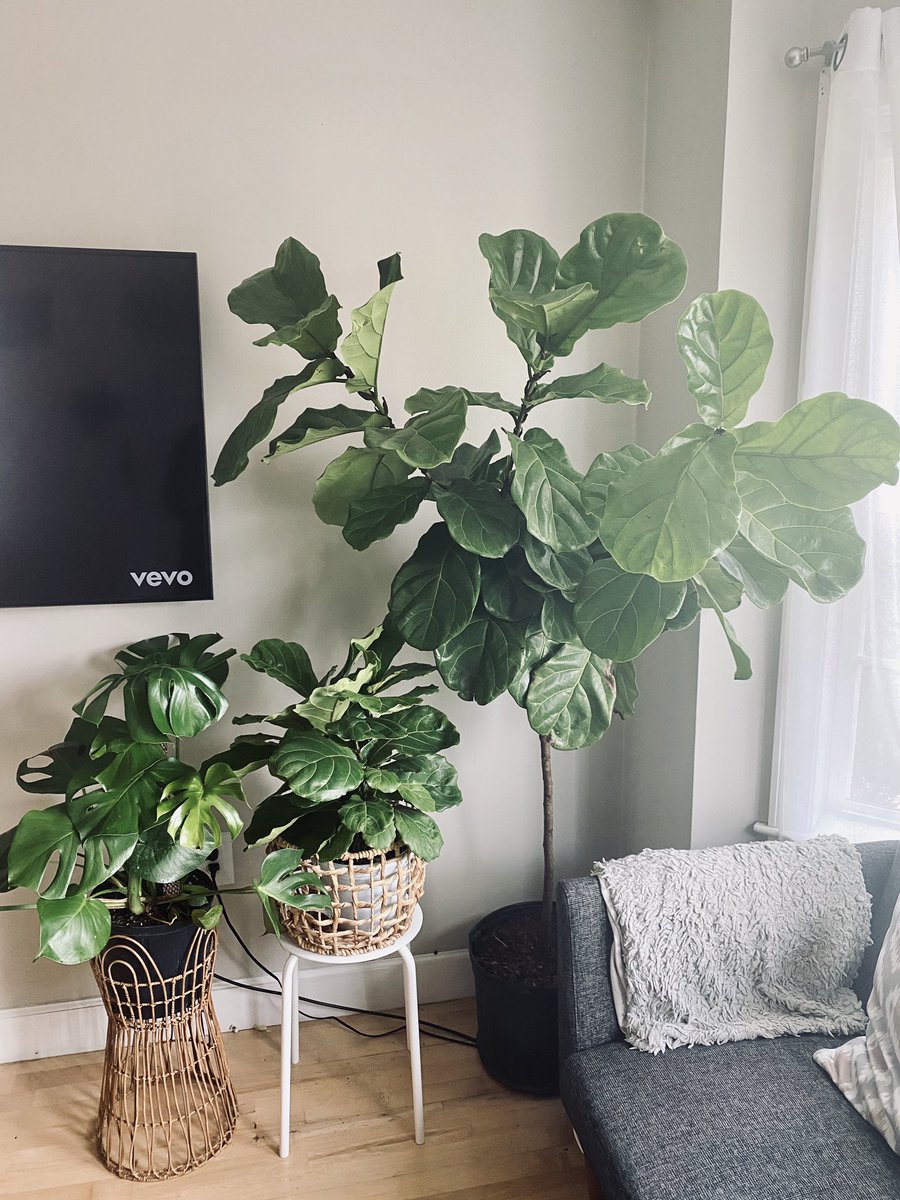 WhatBonnieWants's tweet photo. Plant mama got a new baby. #fiddleleaffigtree https://t.co/uHrH4UEkK5
