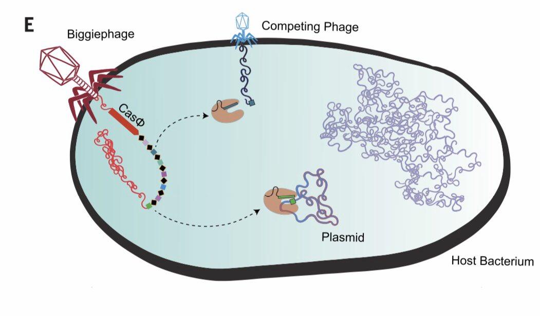 DrLeoRios's tweet photo. “#CRISPR-CasΦ from huge phages is a hypercompact genome editor”
Exciting work form @doudna_lab
The little CasΦ can target a wider range of DNA sequences and is half the size as cousins Cas9 or Cas12, so delivery could be vastly improved! #synbio
https://t.co/s1bqHygBAu https://t.co/FUWRvuJPfQ