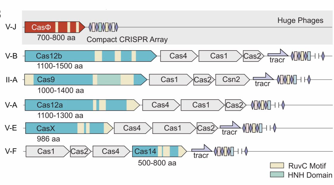 DrLeoRios's tweet photo. “#CRISPR-CasΦ from huge phages is a hypercompact genome editor”
Exciting work form @doudna_lab
The little CasΦ can target a wider range of DNA sequences and is half the size as cousins Cas9 or Cas12, so delivery could be vastly improved! #synbio
https://t.co/s1bqHygBAu https://t.co/FUWRvuJPfQ