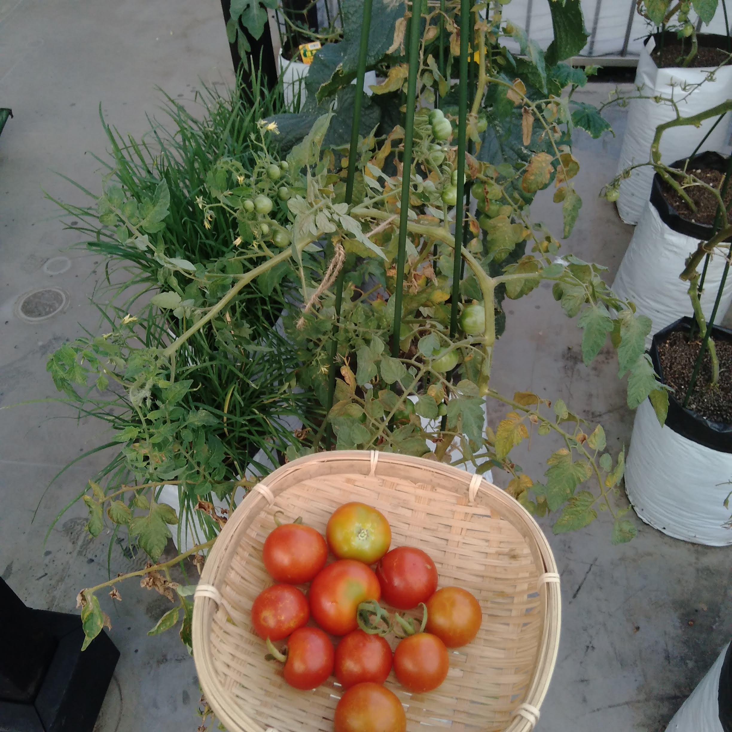 袋栽培のtheskyfarmers ついに力尽きました 今シーズンもごちそうさまでした 袋栽培 Plantgrowbags ミニトマト シュガーランプ アタリヤ 収穫 家庭菜園 ベランダ菜園 プランター Theskyfarmers T Co Qqyu1cs8wa T Co