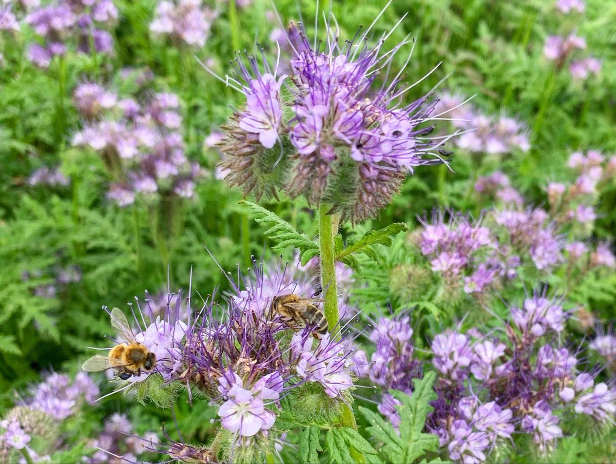 More Pembrokeshire potatoes being grown this time on the Llangwarren Estate by Raymond Brothers of Jordanston Hall Farm. Looking in splendid condition with an added field margin of phacelia that was alive with bees!
#pollinators #potatoes #pembrokeshire #estatemanagement