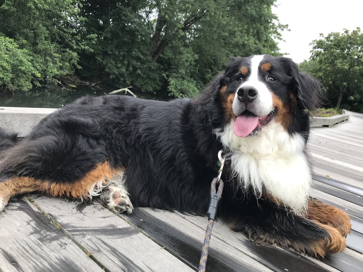 bernesebauer's tweet photo. Y’all have a good weekend. 🏔🐻💗 https://t.co/Rpk5cyF3x2