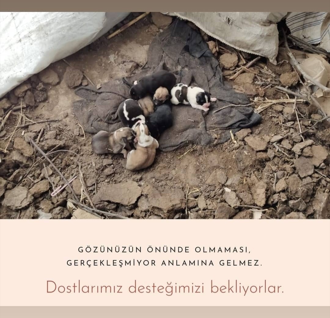 ispartayf's tweet photo. Beslenmeleri için destek olmak ister misin?🌹 

#teşviket #ısparta https://t.co/j6sl3yLNgC