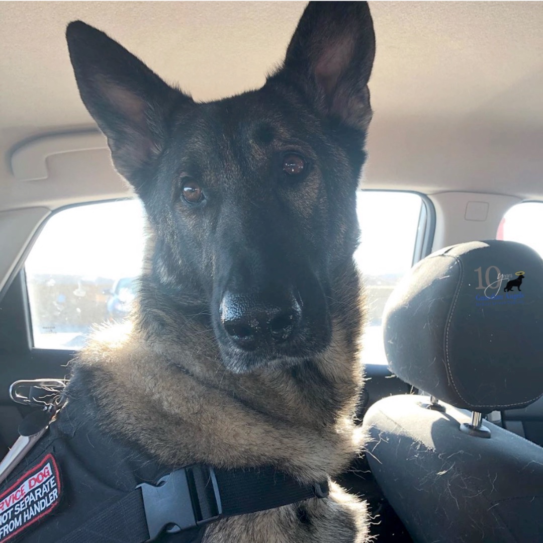 MediServiceDogs's tweet photo. Recipient Sean shared this sweet photo of his Super #ServiceDog, Thor, who wanted to make sure that his person didn't get too many steps away from his watchful eyes.💙🐾
#Love #GSD #ServiceDogs #NewNormal https://t.co/gy7M6WRC2d