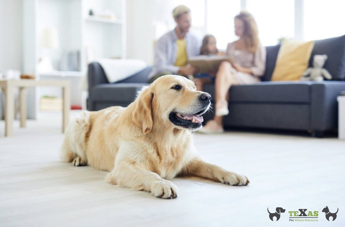 Let the pros pick up your 🐕 💩 in the hot ☀️.

Contact/ Follow Us:
Phone: (281) 760-3191
Website:texaspetwastesolutions.com
.
.
#pethealth #dogboarding #dogfood #petlover #doglife #doggy #dogdaycare #vet #catlover #petstore #dogwalking #FridayVibes #texaspetwastesolutions