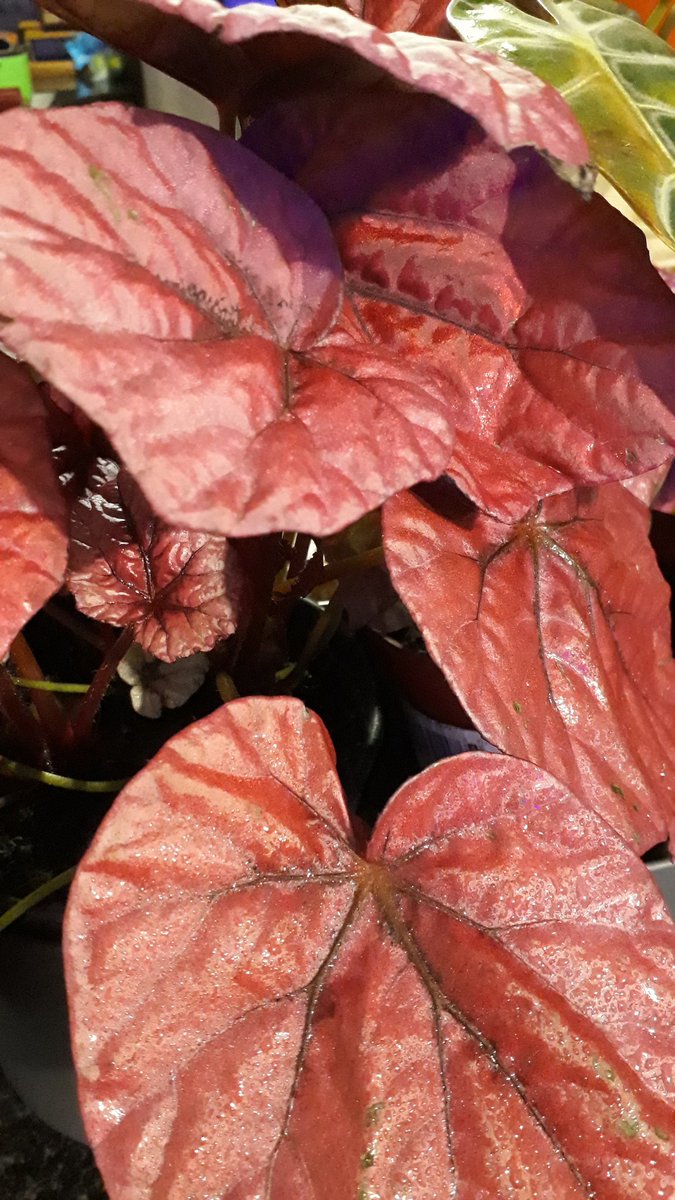 NotJustDust1's tweet photo. Inca flame begonia #begonias #gardening https://t.co/TGe8o8gL42