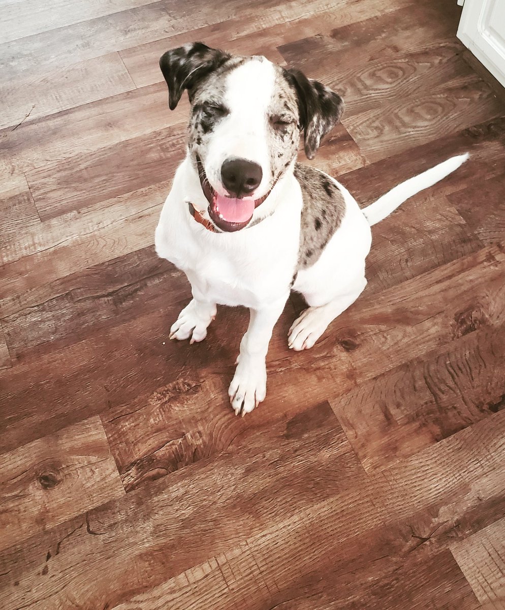 bsugagrl's tweet photo. My Boogie! He was good at the vet! https://t.co/gqqTXkAM6B