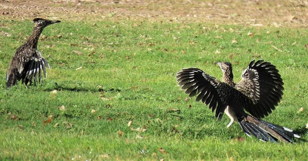 RedRockAudubon's tweet photo. These Greater Roadrunner's sure know how 2 stay cool in the Vegas heat! Playing in sprinklers!
📷 credit to Jeanne Tinsman, Floyd Lamb Park at Tule Springs. Thank you Jeanne!
#redrockaudubon #birdsofvegas #birdsofnevada #greaterroadrunner #roadrunner #floydlambpark #vegas https://t.co/3Fy2q9YQE7