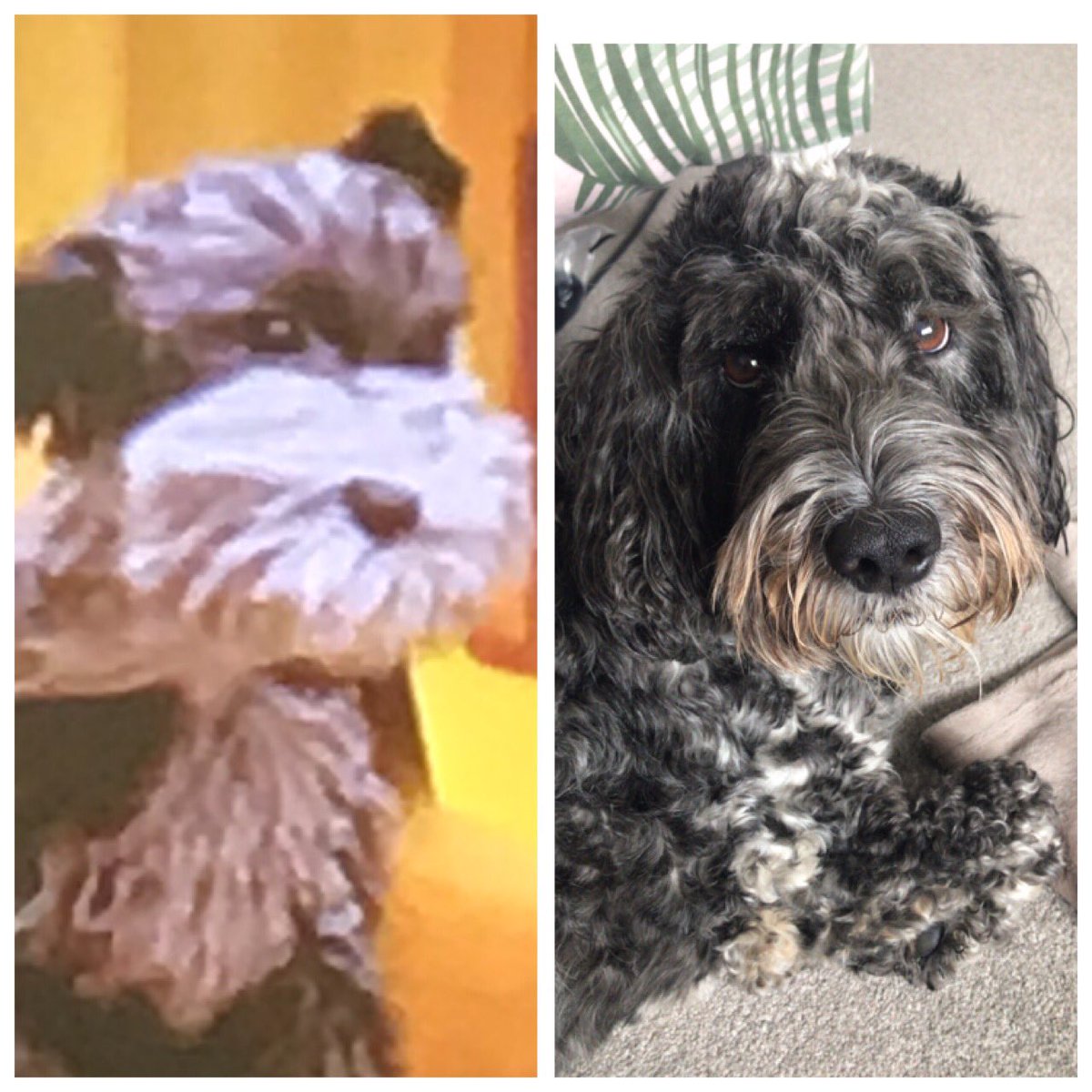LadyNik71's tweet photo. @TheAA_UK have seen your new advert and am loving the dog! Where can I get one please ...... he reminds me of my own boy ...... https://t.co/HXpCwDTS5y