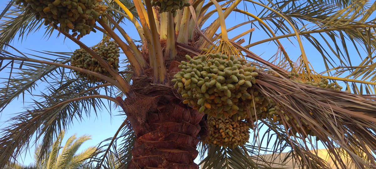 mrehanasad79's tweet photo. This is a time when you find date palm trees loaded with date fruits. You can notice the mixed color from green to yellow. Green one (Kimri) and Yellow one (Khalal) are first two stage of ripening.
#SaudiArabia #Saudiimages #lookingupattrees #Almajmaah https://t.co/EUtxmWFoCr