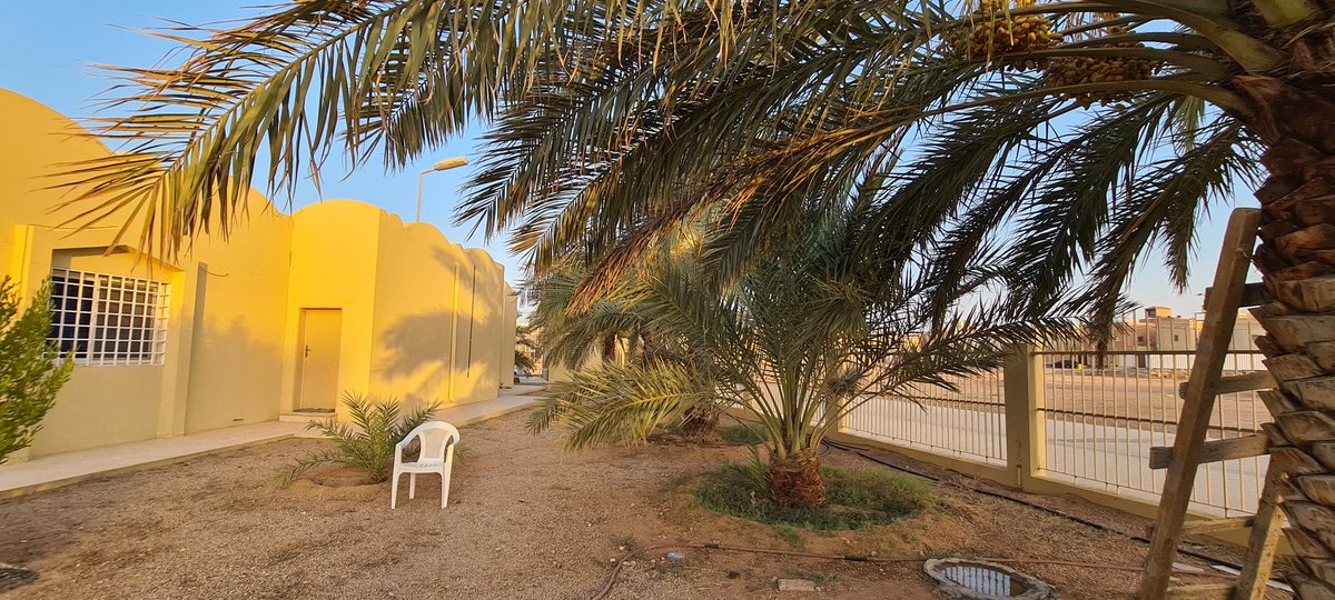 mrehanasad79's tweet photo. This is a time when you find date palm trees loaded with date fruits. You can notice the mixed color from green to yellow. Green one (Kimri) and Yellow one (Khalal) are first two stage of ripening.
#SaudiArabia #Saudiimages #lookingupattrees #Almajmaah https://t.co/EUtxmWFoCr