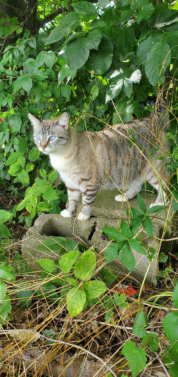 SolarEmberrr's tweet image. Explorinnn